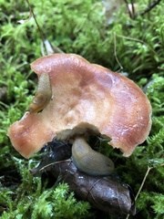 Lactarius vinaceorufescens