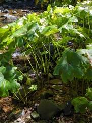 Darmera peltata