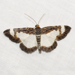 Heliomata cycladata