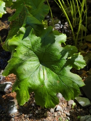 Darmera peltata