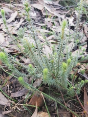 Acrotriche serrulata