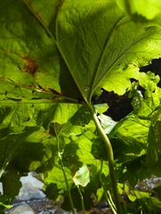 Darmera peltata
