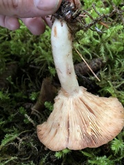 Lactarius vinaceorufescens