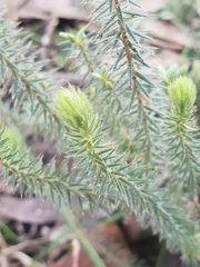 Acrotriche serrulata