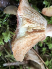 Lactarius vinaceorufescens