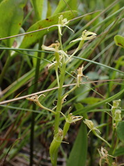 Liparis loeselii