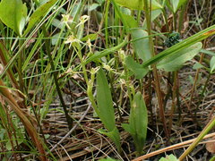 Liparis loeselii