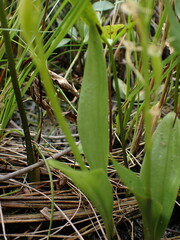 Liparis loeselii