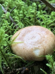 Lactarius vinaceorufescens