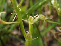 Liparis loeselii