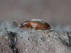 Corticariinae
