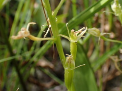 Liparis loeselii