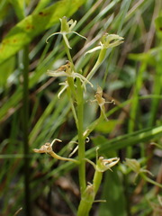 Liparis loeselii