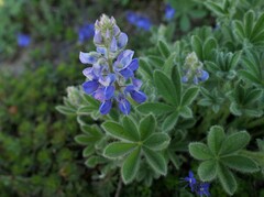 Lupinus arcticus