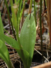 Liparis loeselii