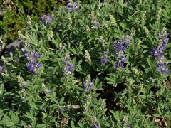 Lupinus arcticus