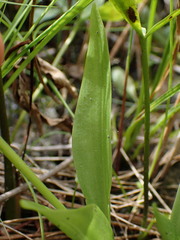 Liparis loeselii