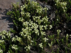 Phyllodoce glanduliflora