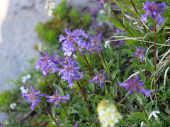 Penstemon procerus tolmiei