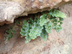Asplenium subglandulosum