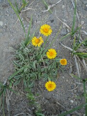 Erigeron aureus