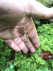 Neottia convallarioides