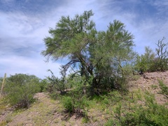 Parkinsonia