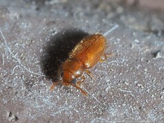 Cryptophagus setulosus