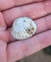 Gafrarium pectinatum