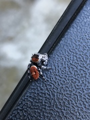 Phidippus adumbratus