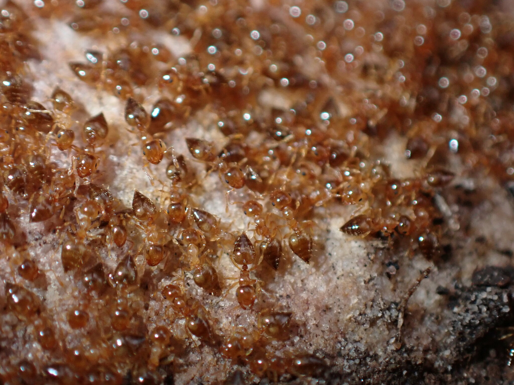 Crematogaster rufotestacea