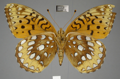 Speyeria cybele pseudocarpenteri