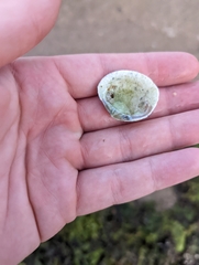 Gafrarium pectinatum