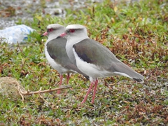 Vanellus resplendens