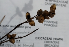 Scheuchzeria palustris