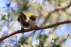 Entomyzon cyanotis