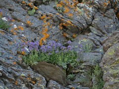 Penstemon procerus tolmiei