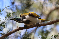Entomyzon cyanotis