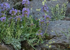 Penstemon procerus tolmiei