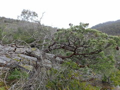 Pinales