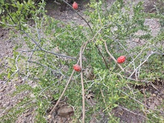 Peniocereus striatus