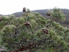 Pinales