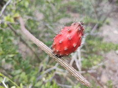 Peniocereus striatus