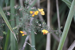 Pultenaea juniperina