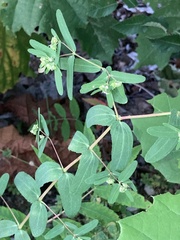 Euphorbia nutans
