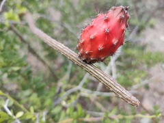 Peniocereus striatus