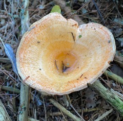 Lactarius thyinos