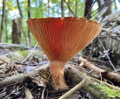 Lactarius thyinos