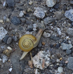 Cepaea hortensis