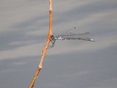 Lestes sponsa